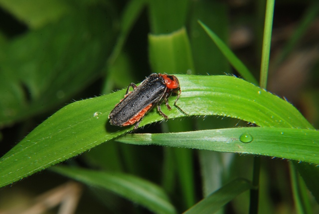 Cantharis rustica